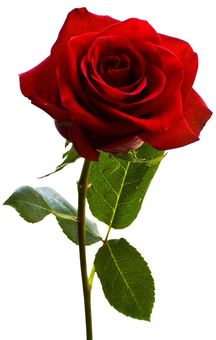 Rose Png PNG Image