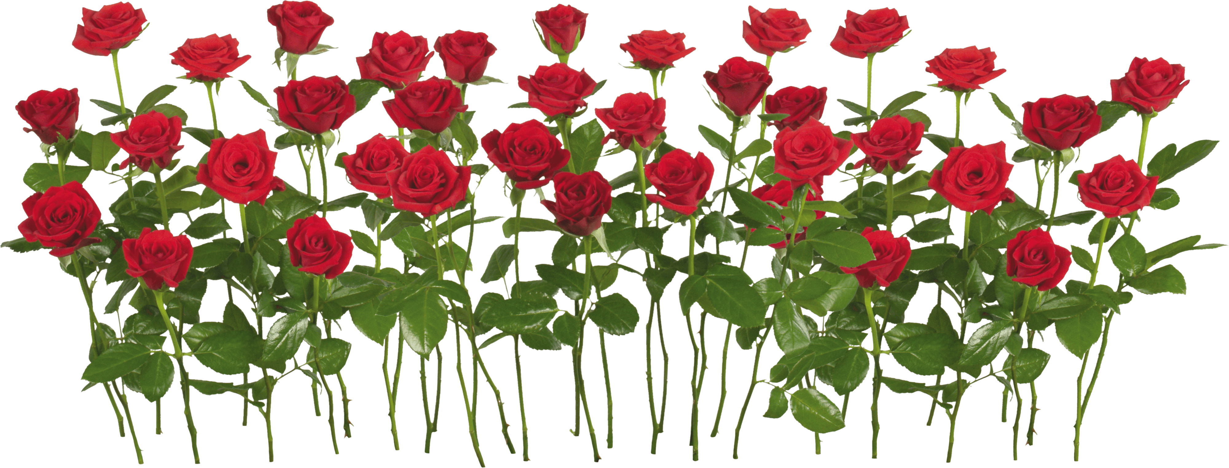 Rose Png Image Picture Download PNG Image