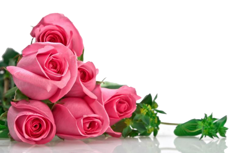 Blossom Pink Flower Bunch Rose PNG Image