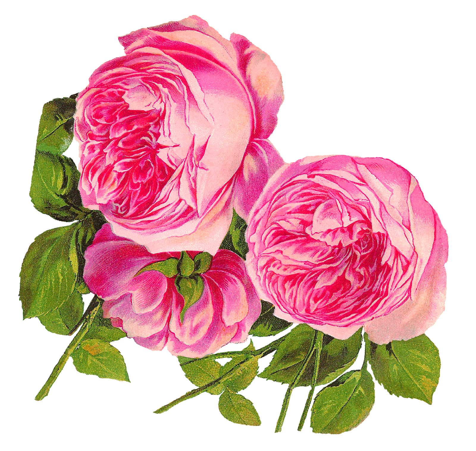 Blossom Pink Flower Bunch Rose PNG Image