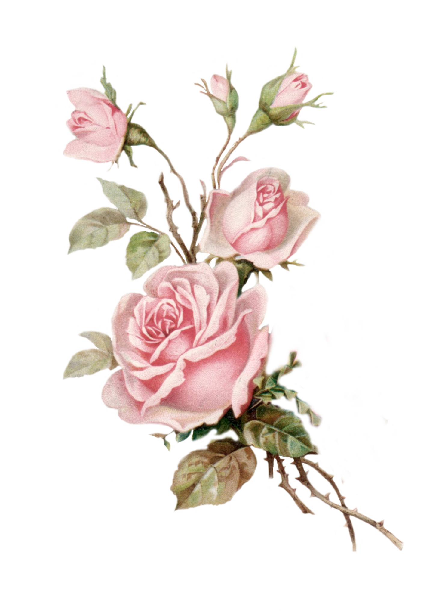 Pink Spring Flower Bunch Rose PNG Image