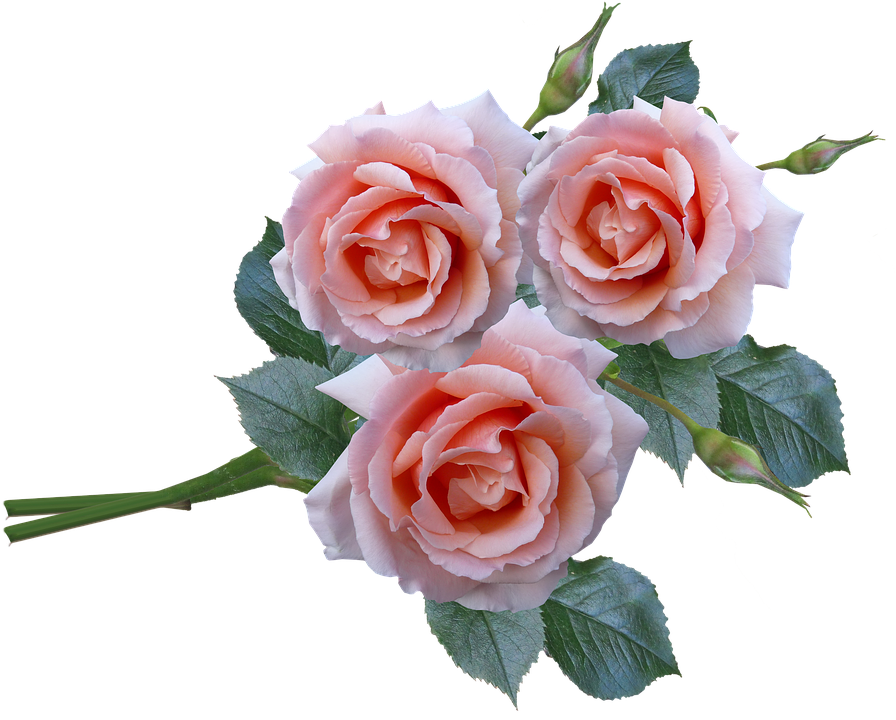 Pink Spring Flower Bunch Rose PNG Image