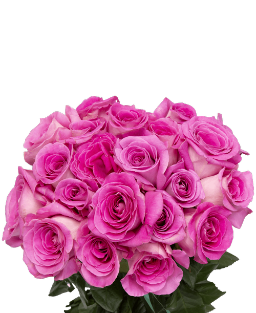 Pink Spring Flower Bunch Rose PNG Image