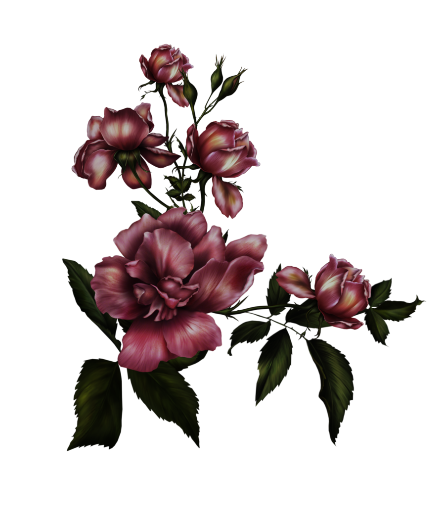 Gothic Rose Transparent Background PNG Image