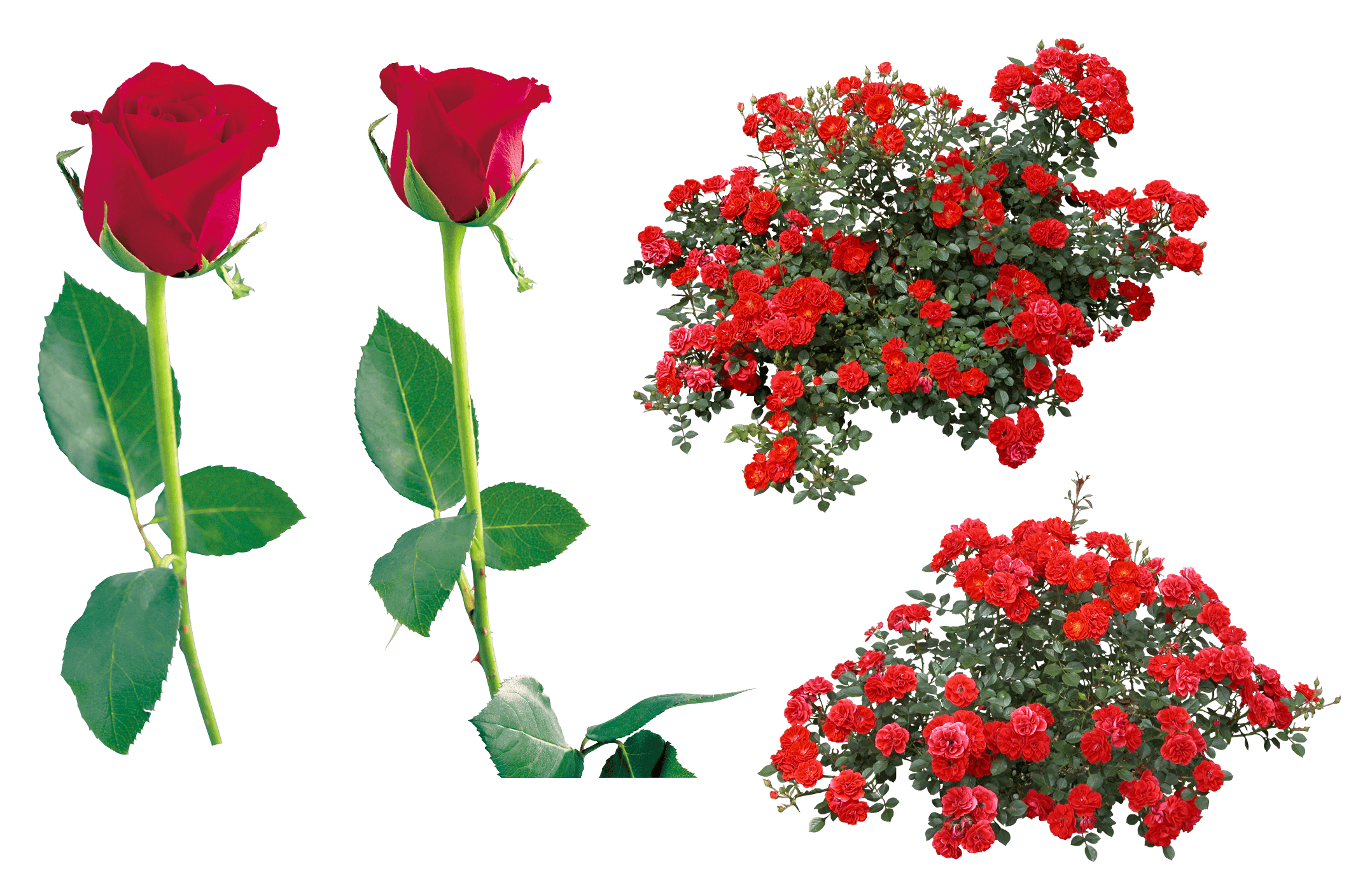 Rose Png Image Picture Download PNG Image