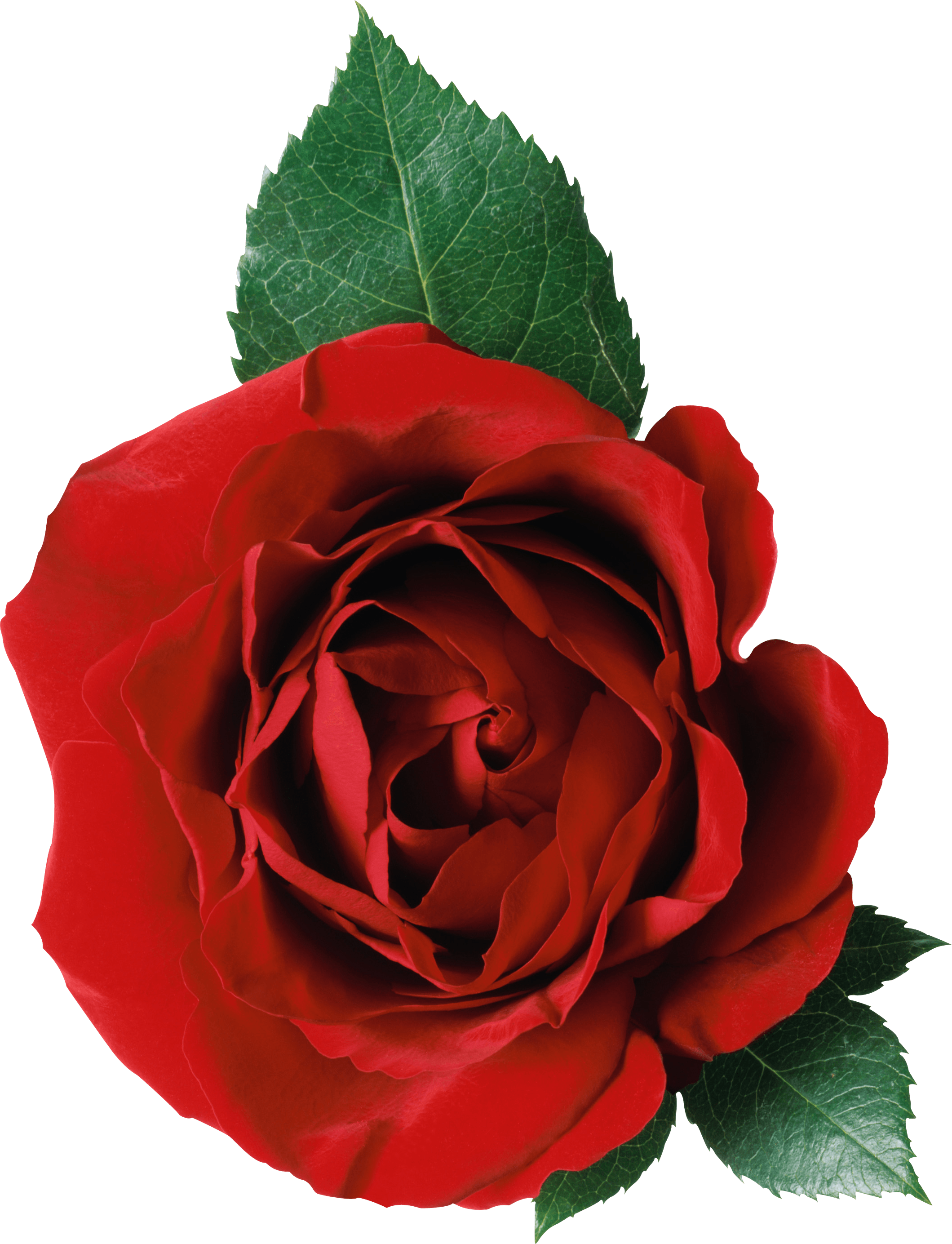 Rose Png Image Picture Download PNG Image