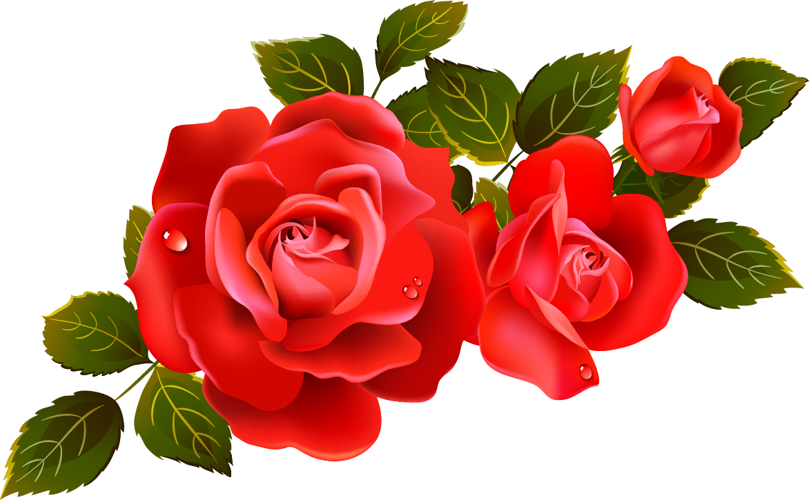 Rose PNG Image