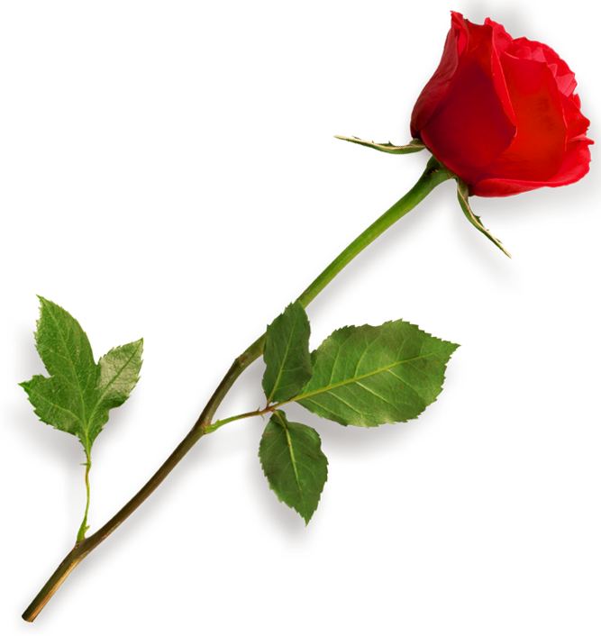 Rose Hd PNG Image