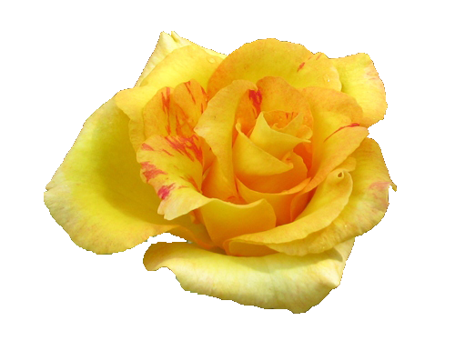 Yellow Rose PNG Image