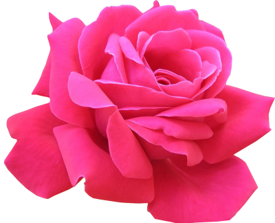 Pink Rose PNG Image