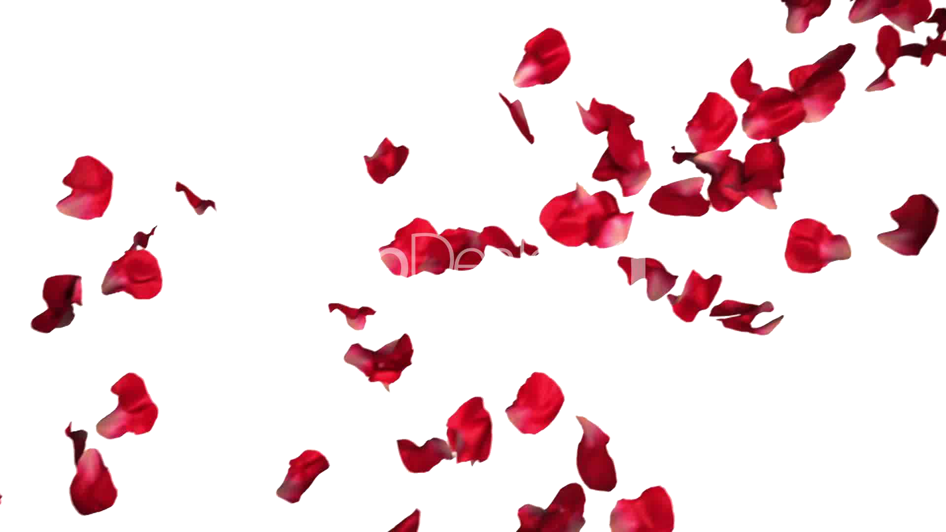 Rose Petals PNG Image