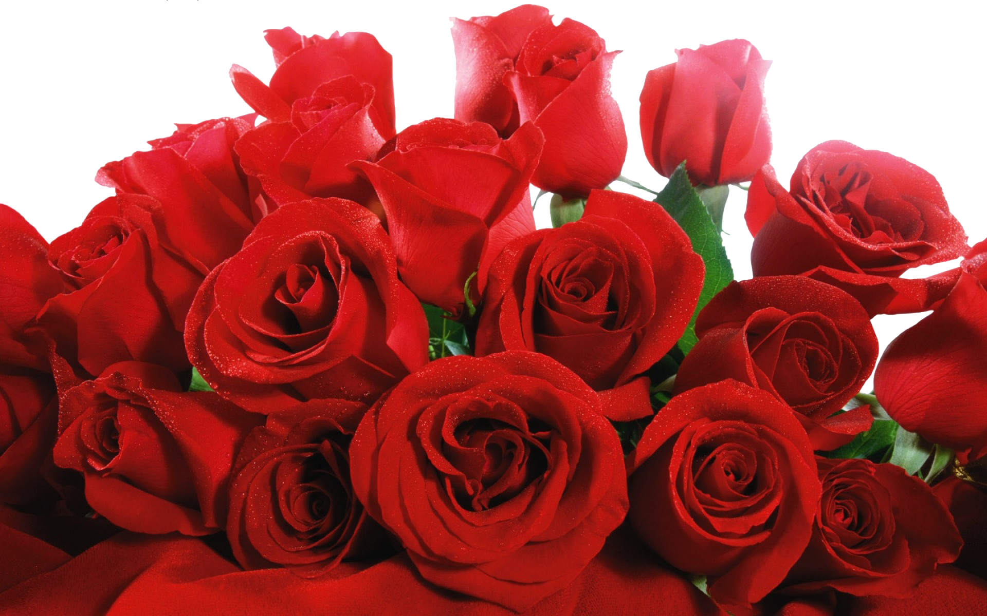 Red Rose PNG Image