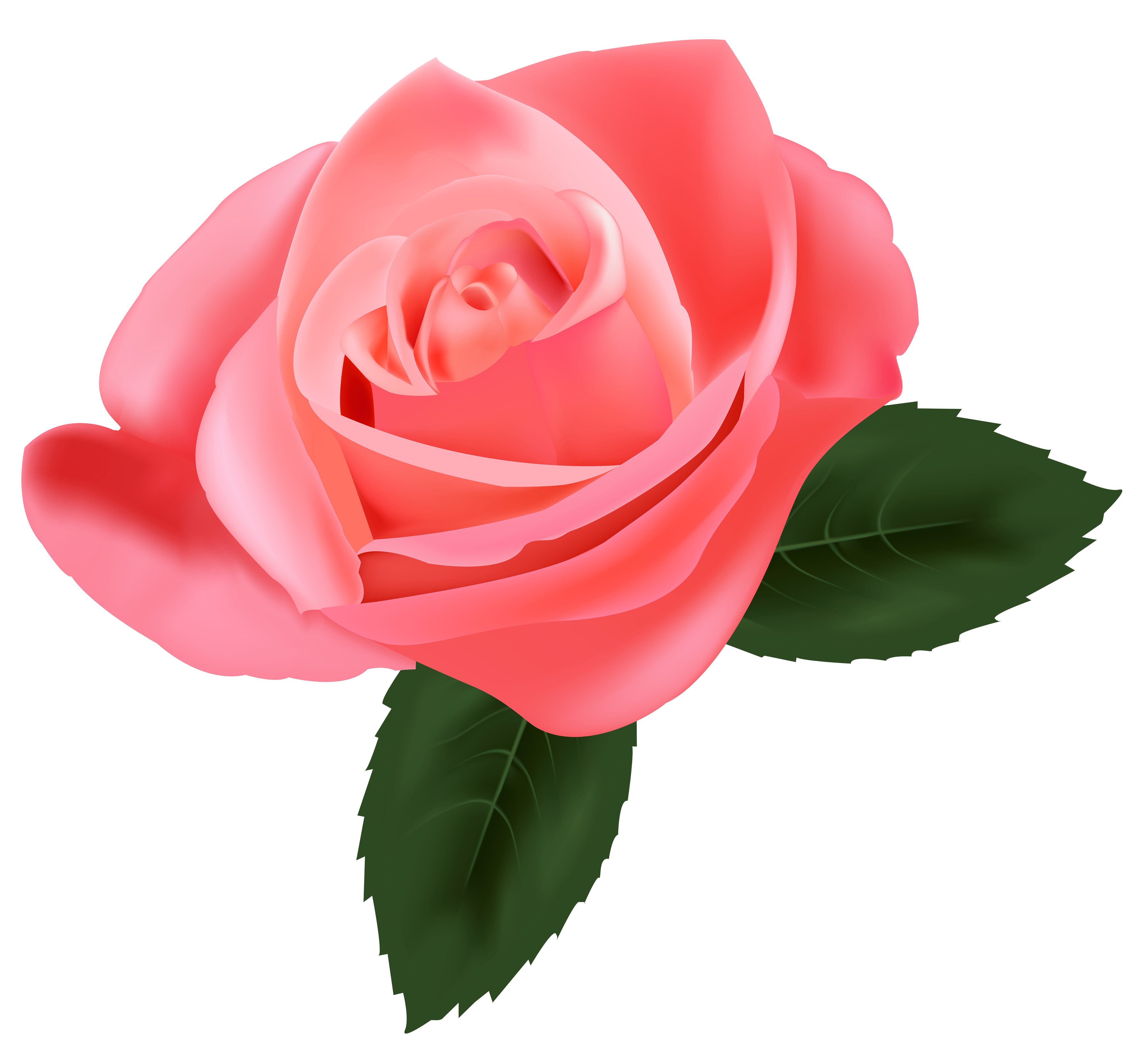 Pink Rose PNG Image