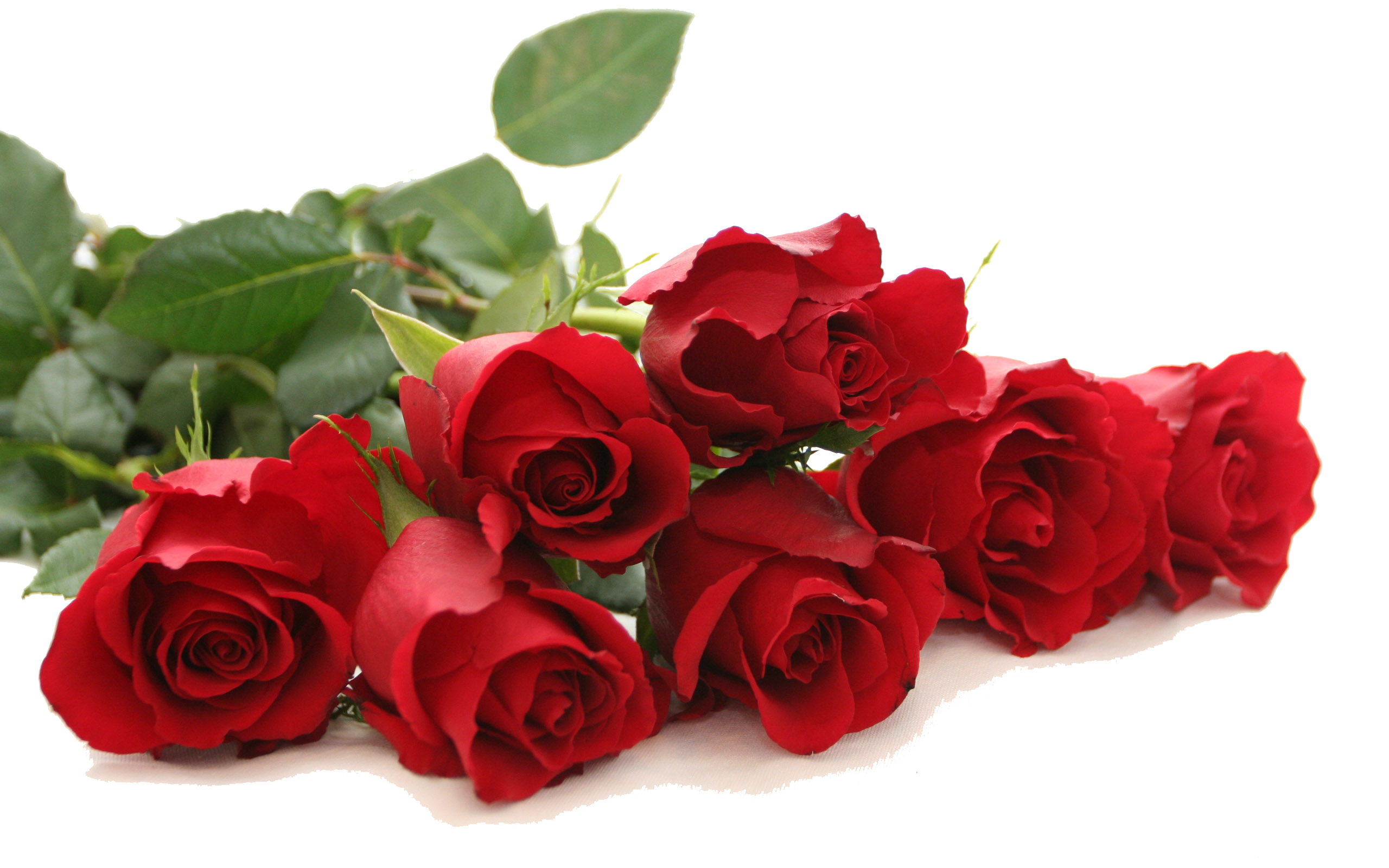 Red Rose Free Download PNG Image