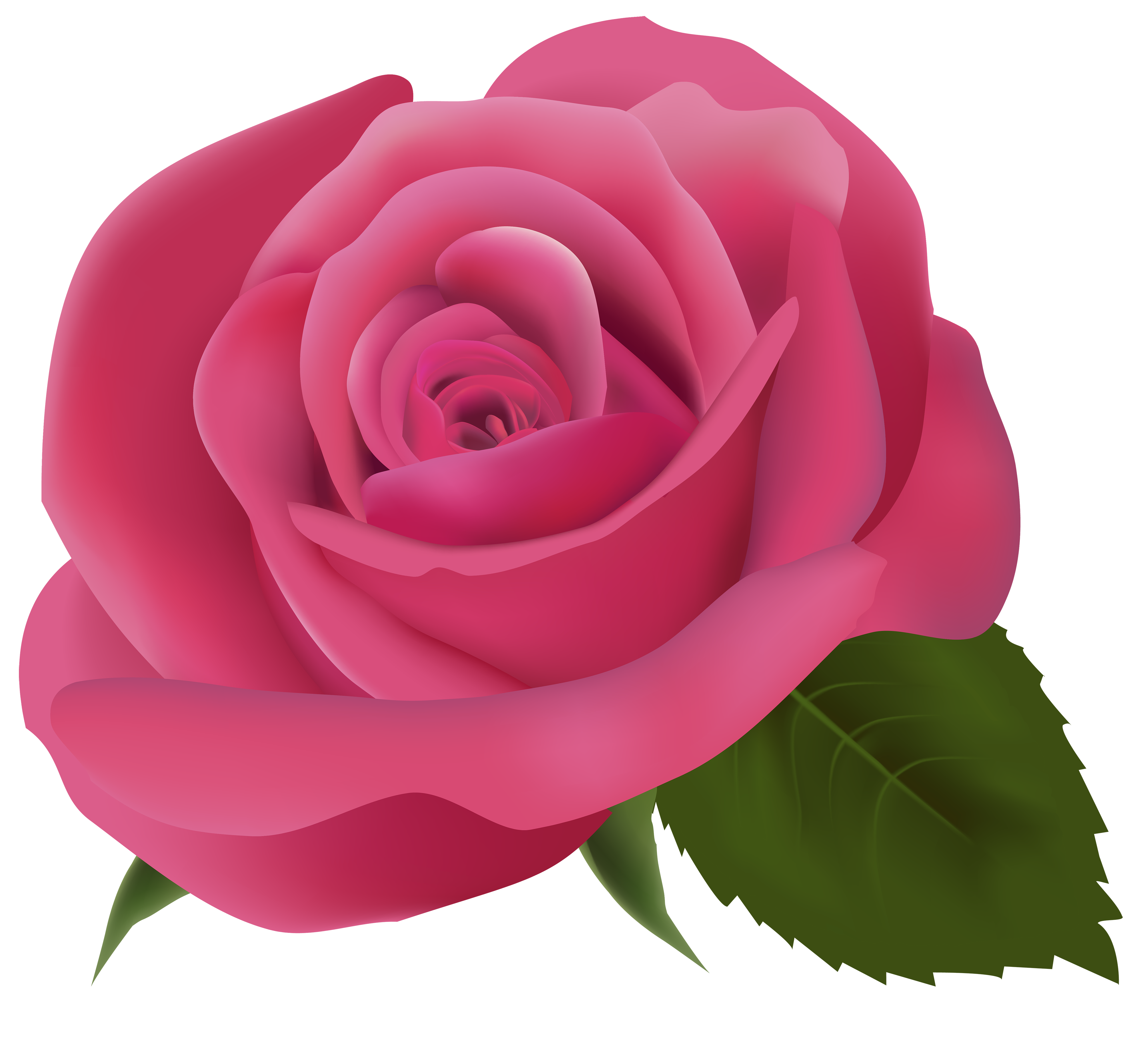 Pink Rose Transparent Background PNG Image