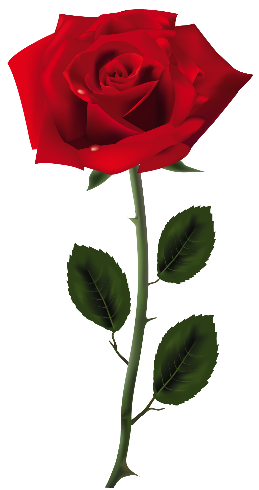 Rose Free Download Png PNG Image