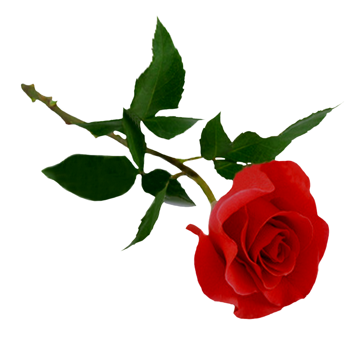 Rose Png Hd PNG Image