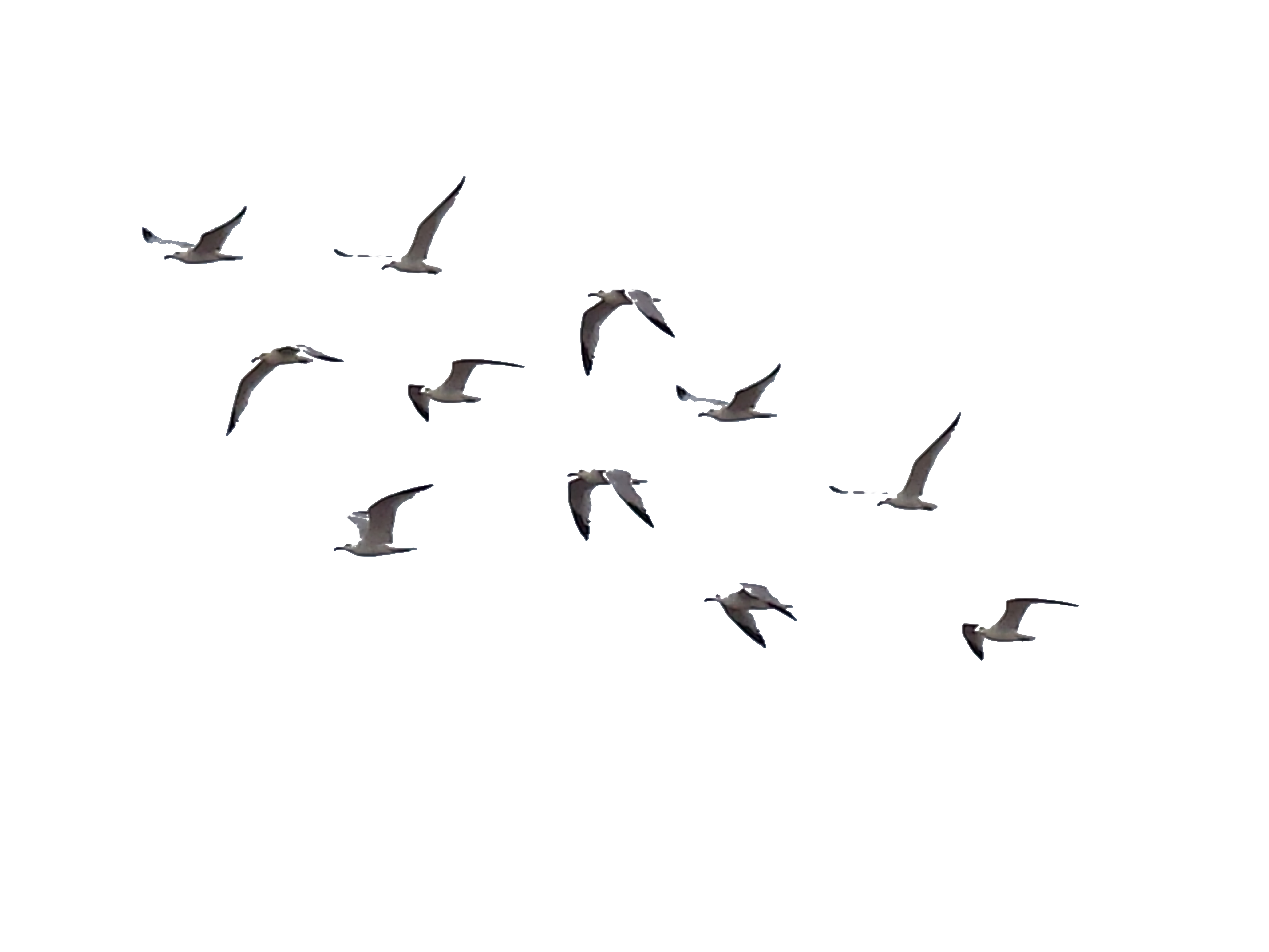 Ocean Birds Image PNG Download Free PNG Image