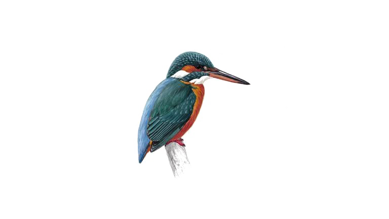 Kingfisher Free Transparent Image HD PNG Image