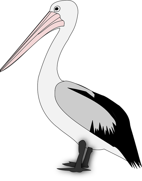 Pelican Free Transparent Image HQ PNG Image