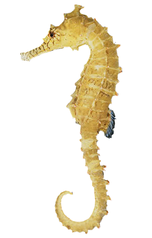 Seahorse Free Download Png PNG Image