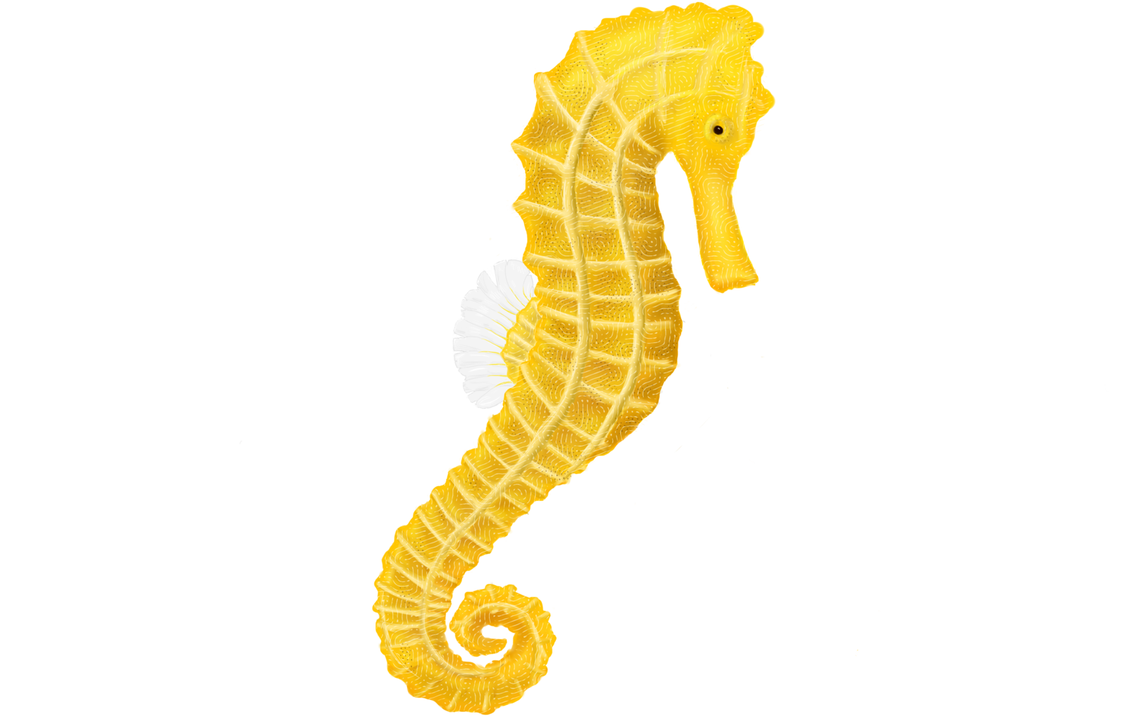 Seahorse Png PNG Image