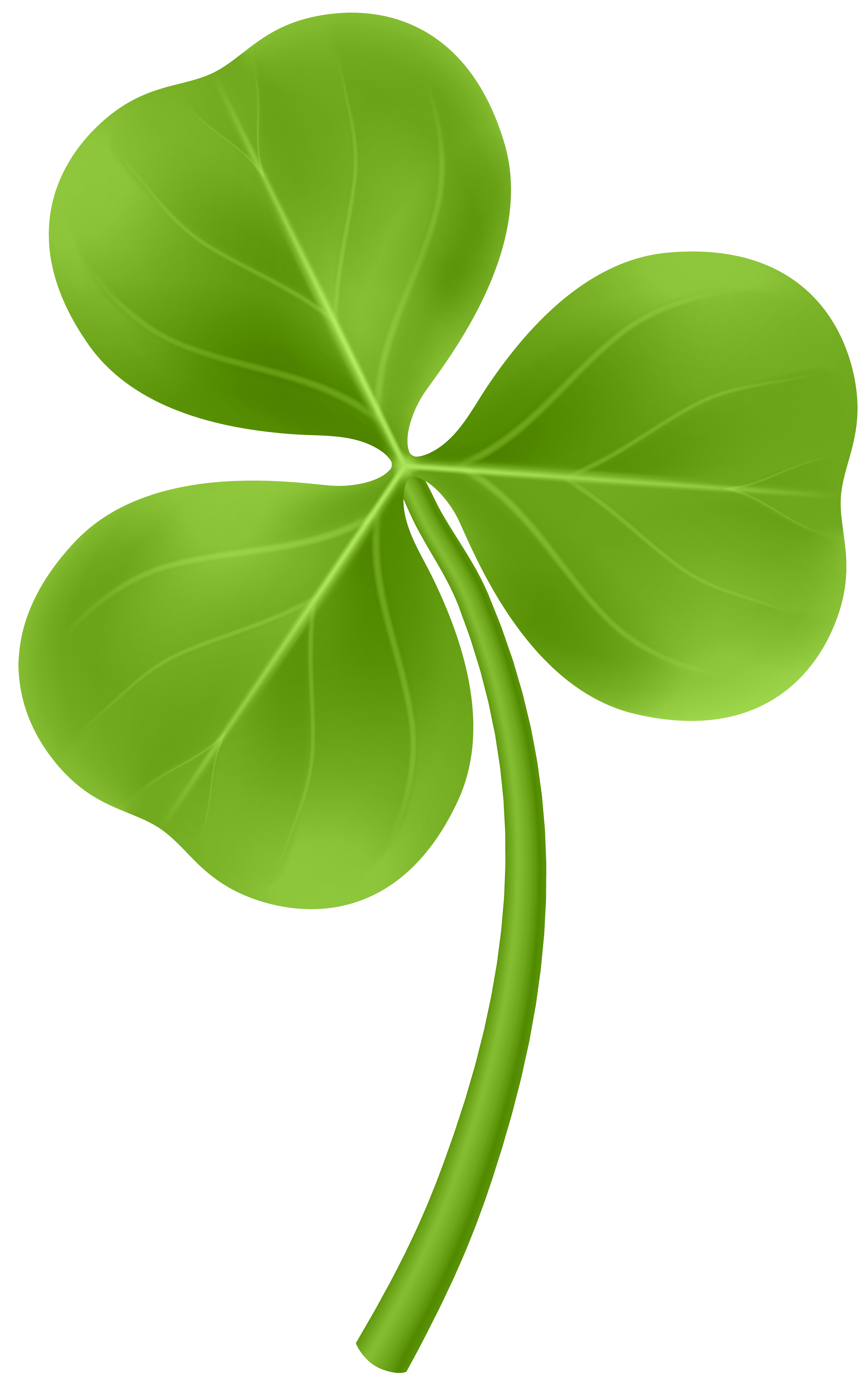 Plant Leaf Ireland Patrick Shamrock Saint Day PNG Image