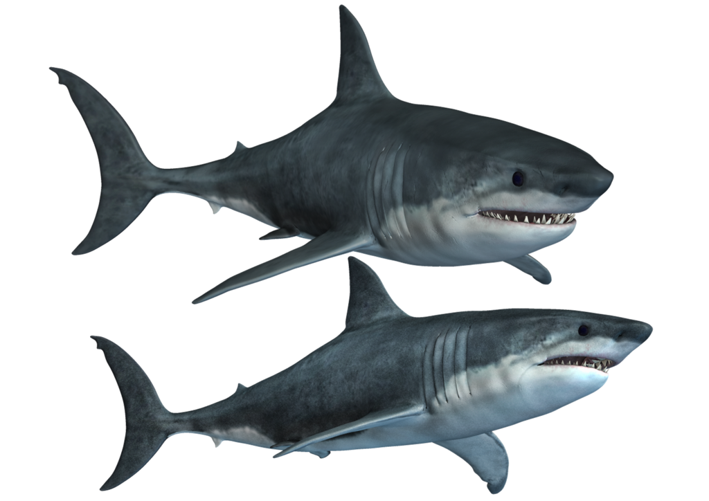 Shark Png Hd PNG Image