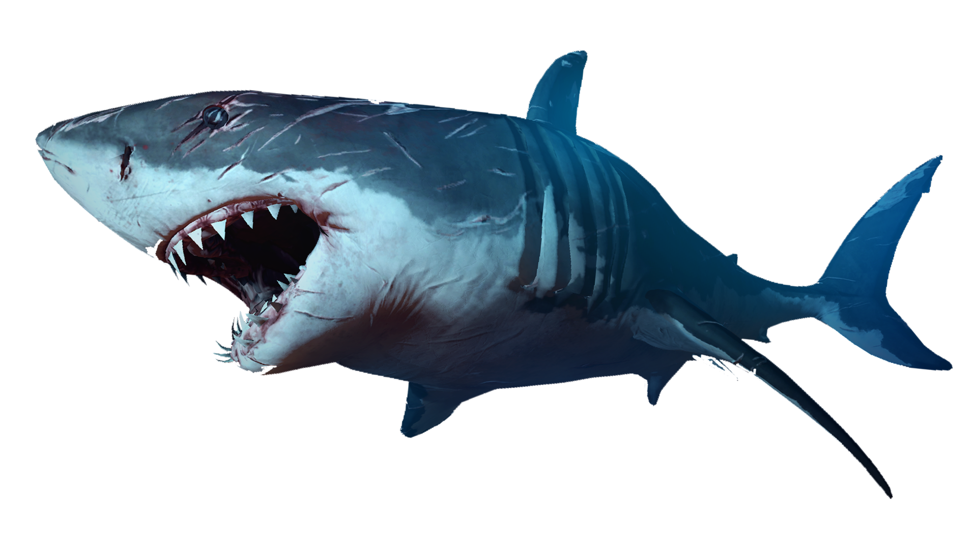 Blue Shark Nemo Download HD PNG Image