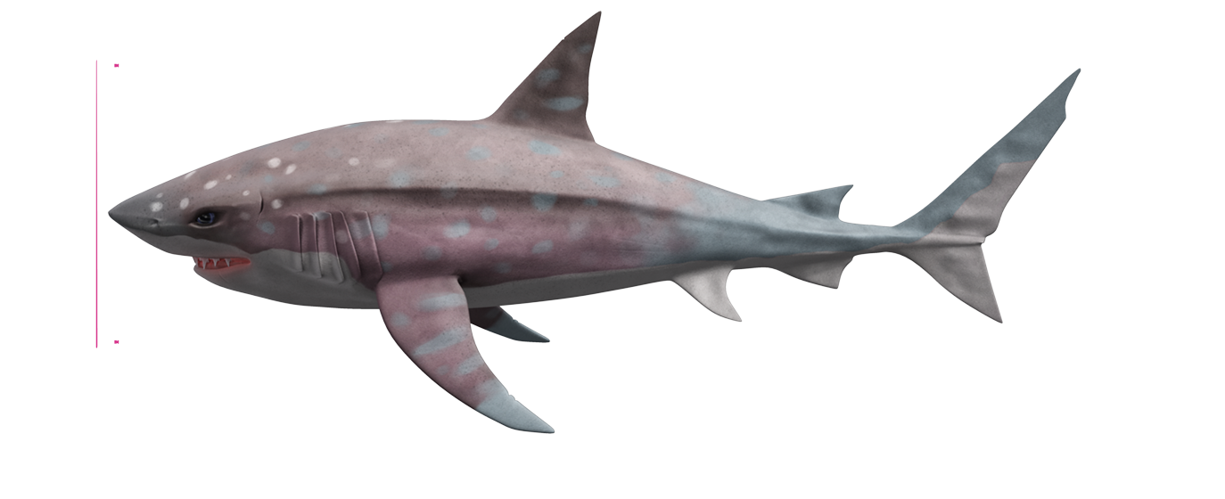 Megalodon Shark Photos PNG File HD PNG Image