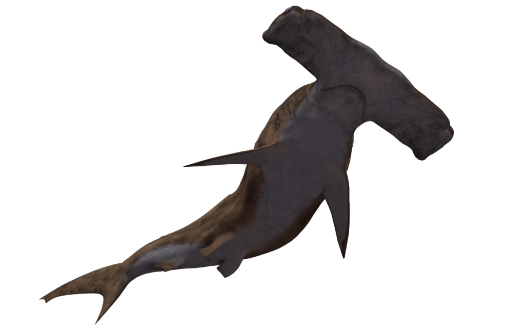 Real Shark Aquatic Free Transparent Image HD PNG Image