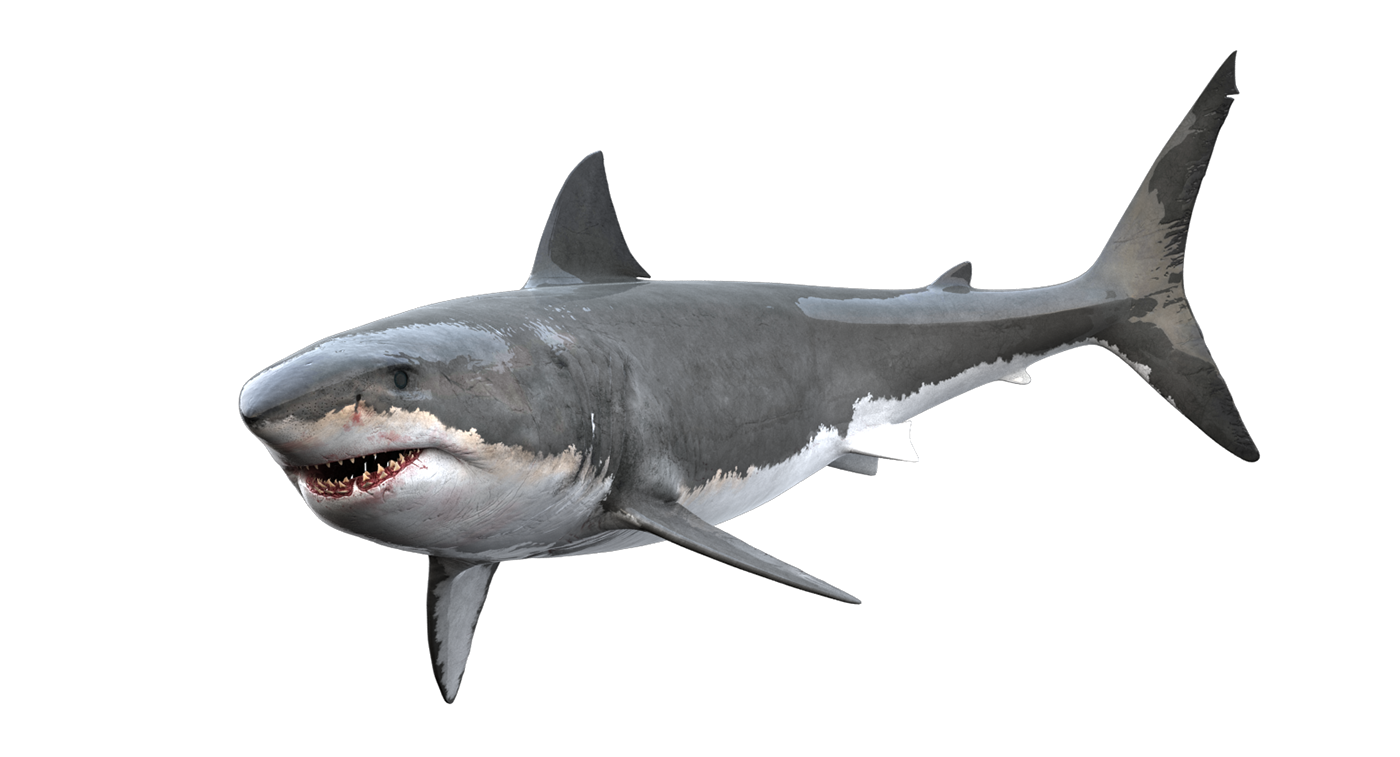 Real Shark PNG Free Photo PNG Image