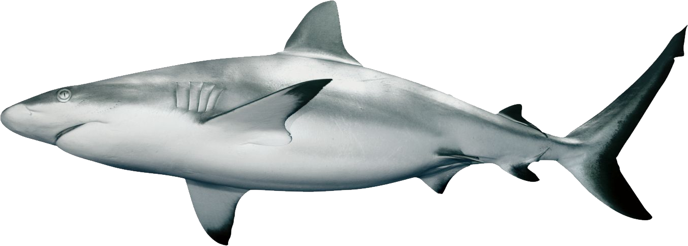 Real Shark HQ Image Free PNG Image