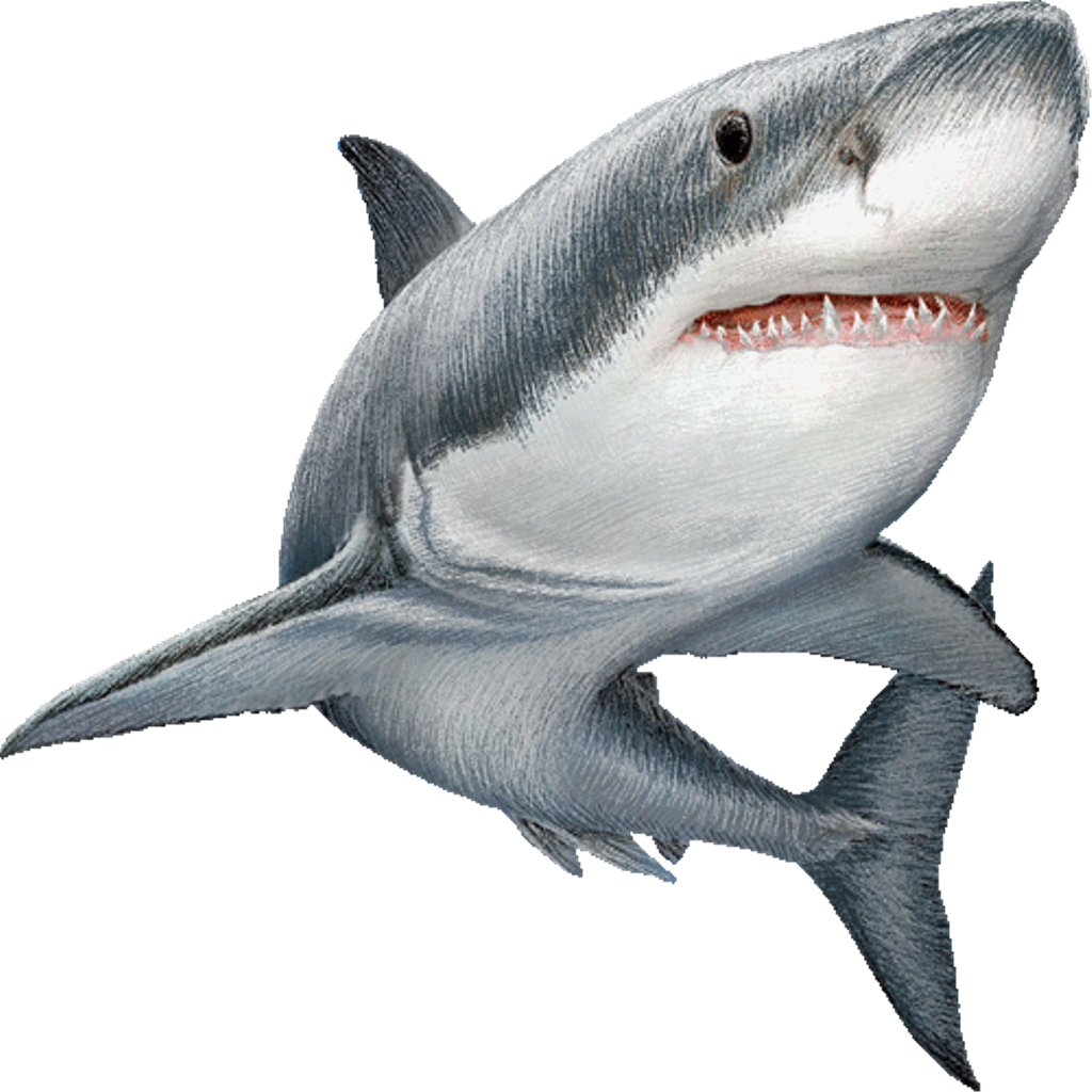 Real Wildlife Shark HQ Image Free PNG Image