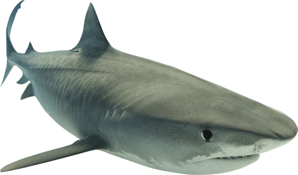 Real Wildlife Pic Shark Free Photo PNG Image