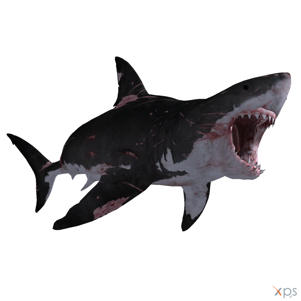 Real Wildlife Shark Free Photo PNG Image