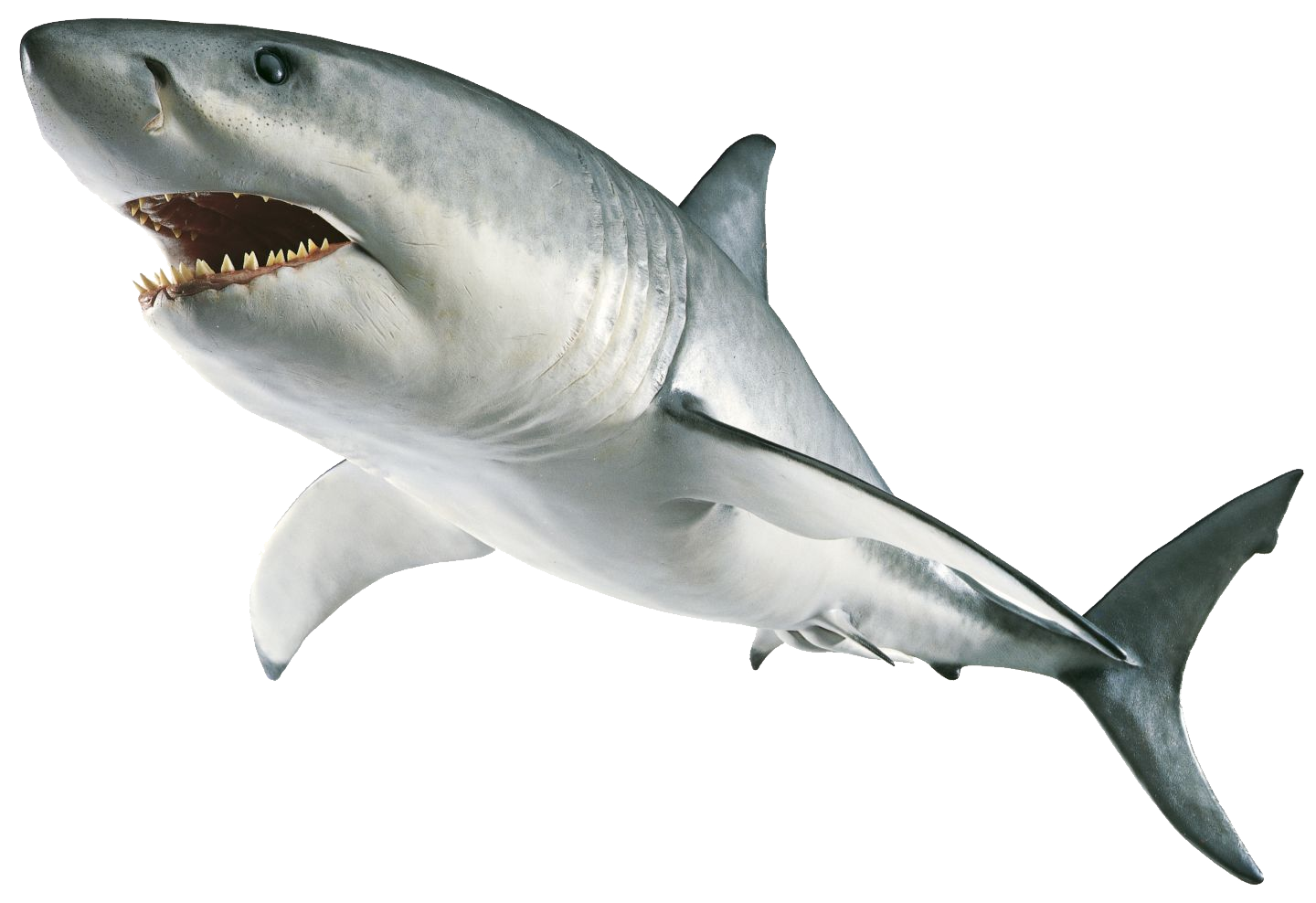 Real Wildlife Shark Free PNG HQ PNG Image