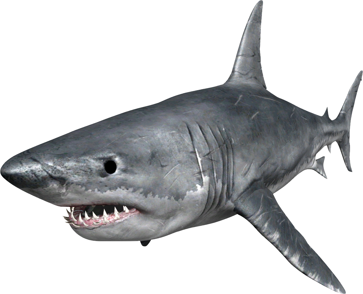 Real Wildlife Shark Free HQ Image PNG Image