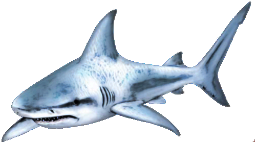 Shark Transparent PNG Image