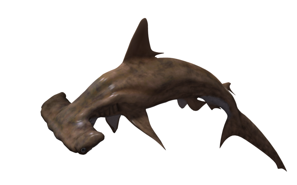 Shark PNG Image