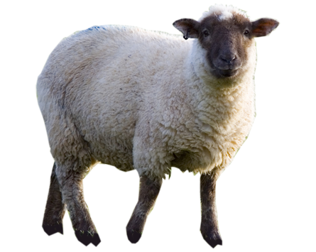 Sheep Picture PNG Image