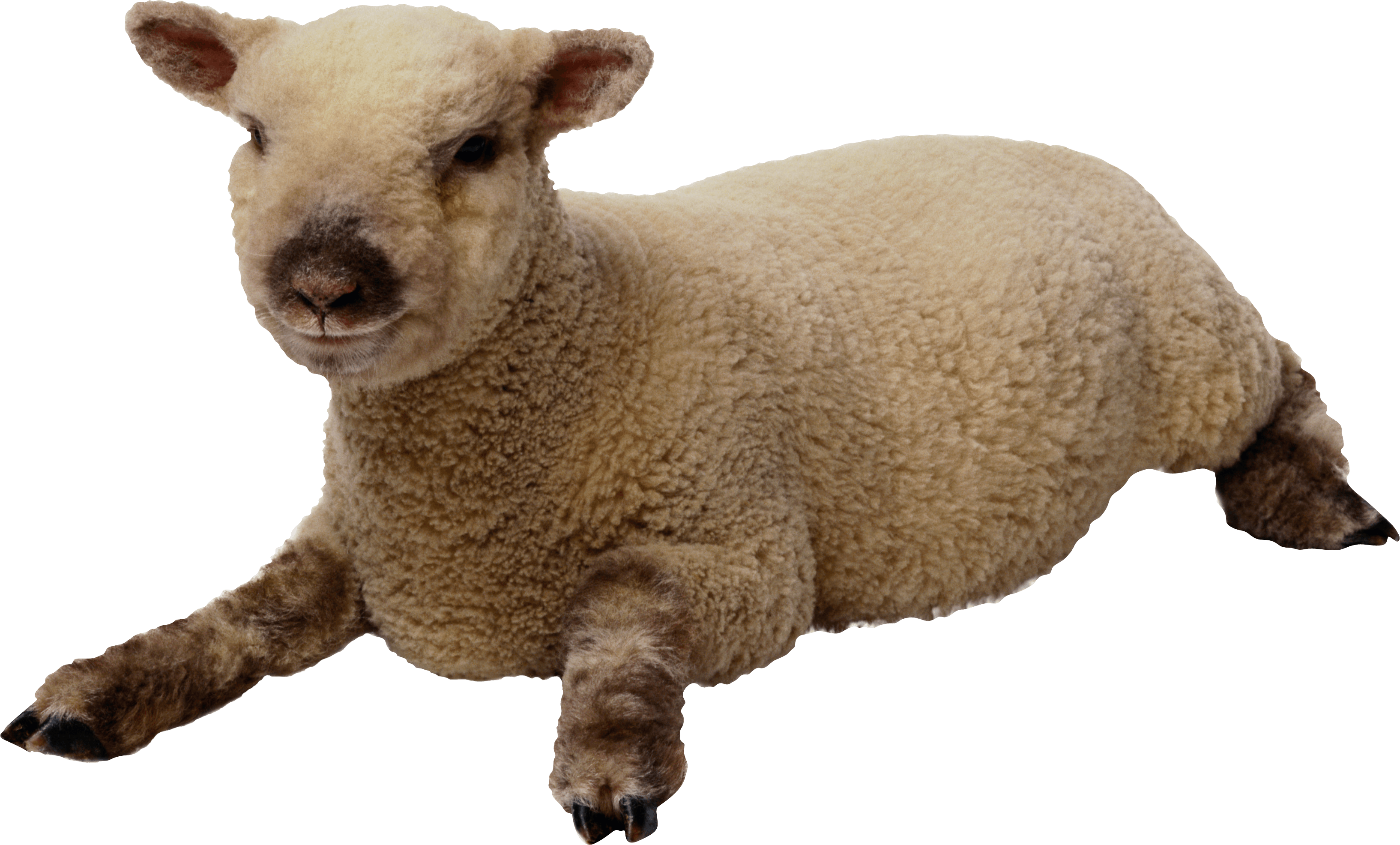 Sheep Png Image PNG Image