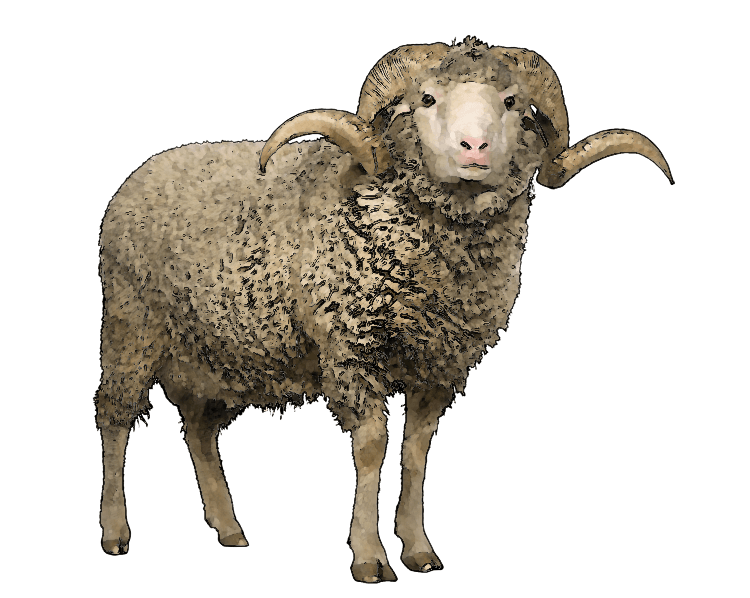 Sheep Png Image PNG Image