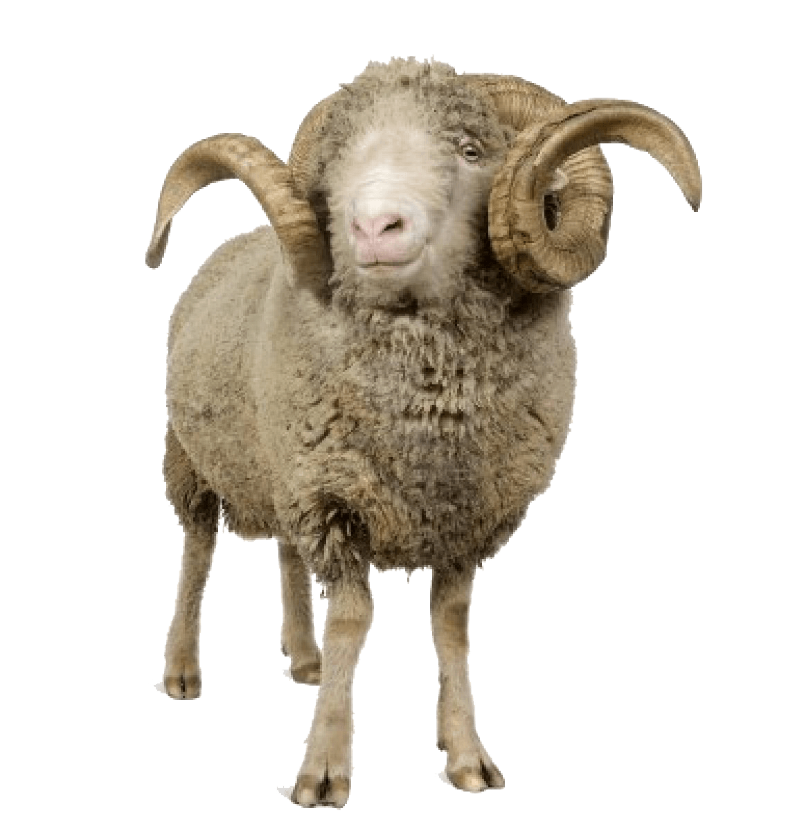 Sheep Png Image PNG Image