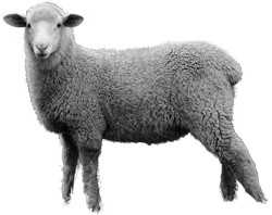 Sheep Png Image PNG Image