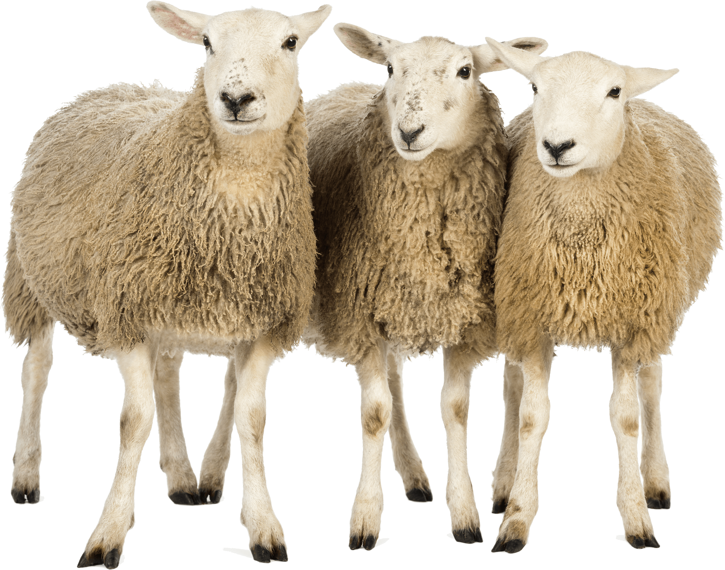 Sheeps Png Image PNG Image