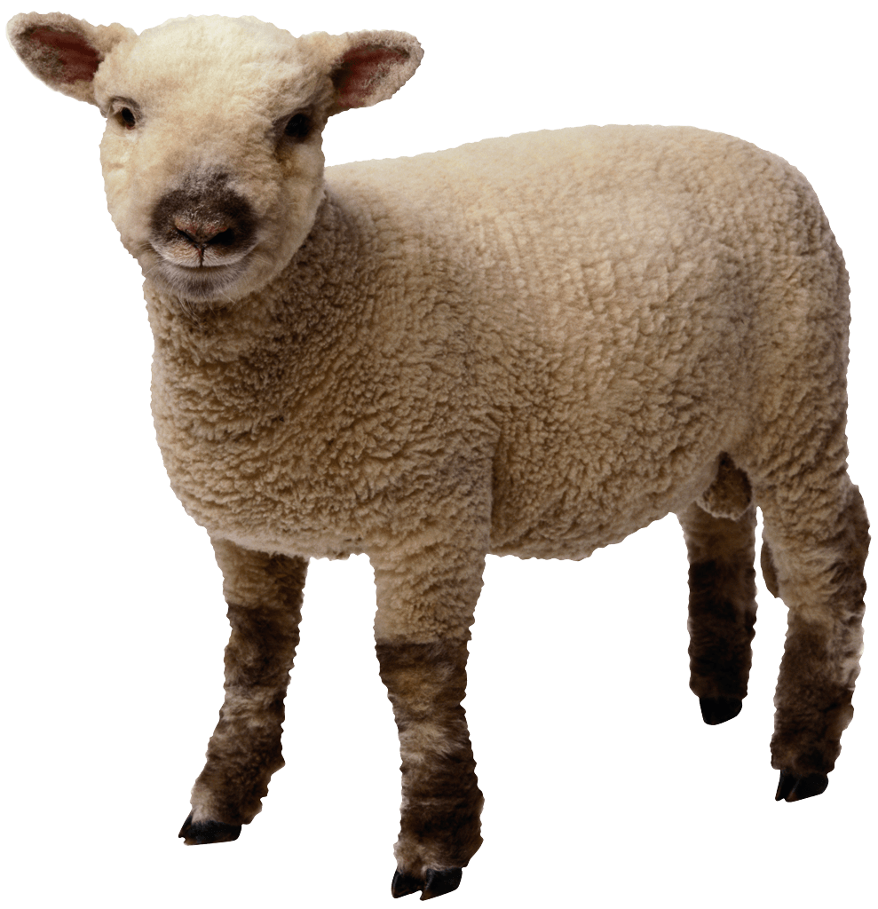 Sheep Png Image PNG Image