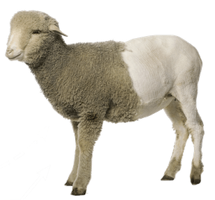 Sheep Png Image PNG Image