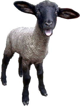 Sheep Png Image PNG Image