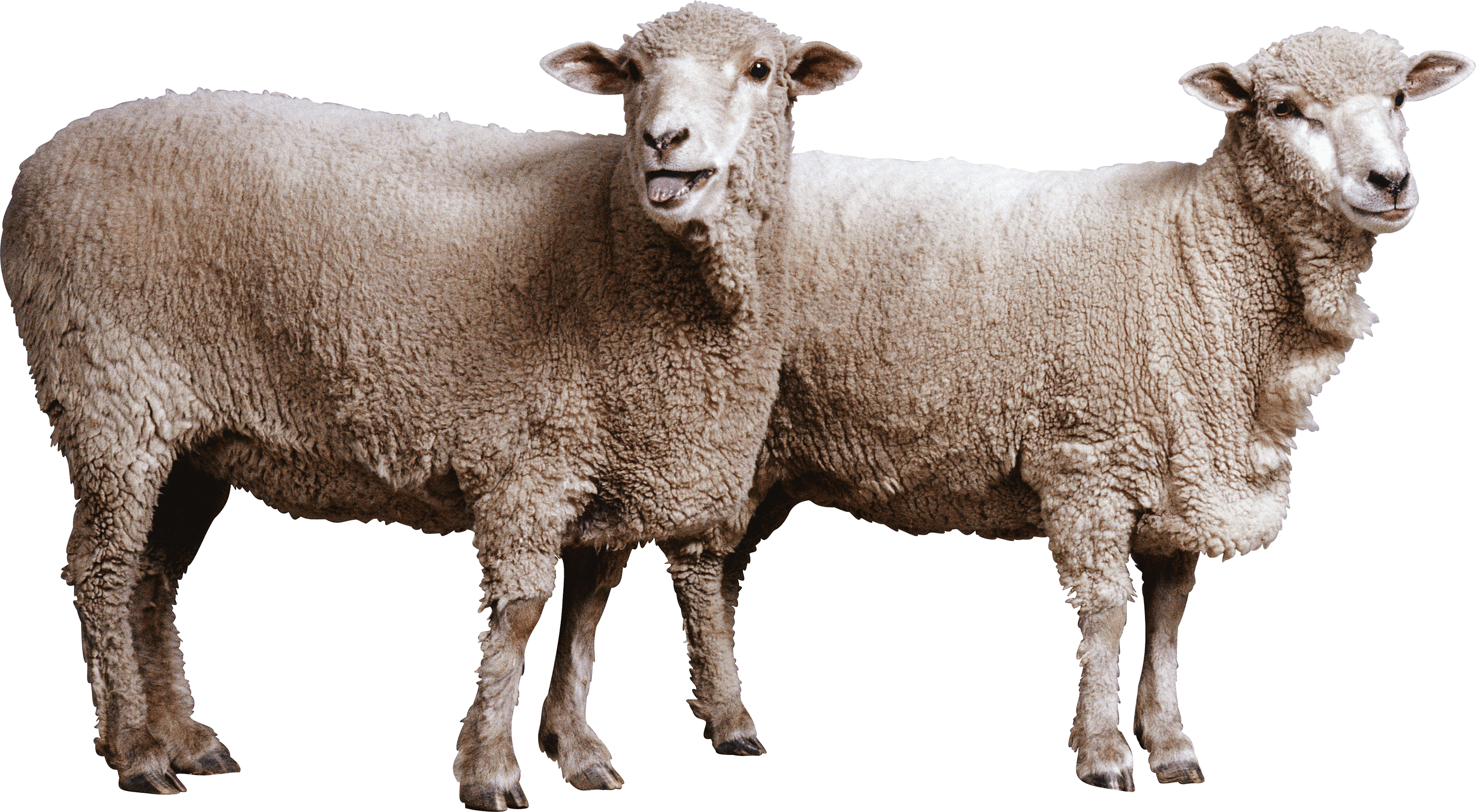 Sheep Png Image PNG Image